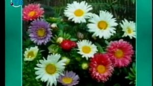 Цветы. Урок 3.1. Однолетние цветы семейства сложноцветных. Часть 1