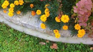 КАМЕННЫЕ БОРДЮРЫ ЧЕРЕЗ ГОД на морозе, дожде и солнце. Дачный креатив.