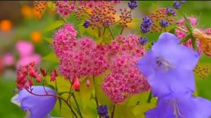 Красивые цветы & очень красивая музыка????
