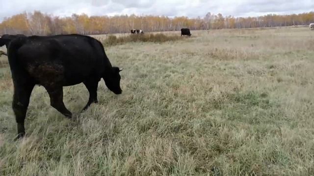 Пасу коров! Коровы!  Цены на сено! Цены на зерно! СОБАКИ меня покусали!