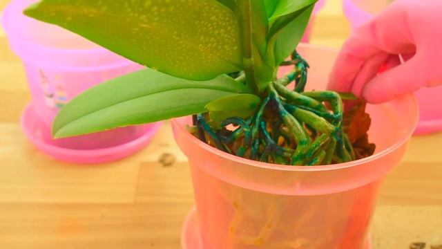 ПЕРЕСАДКА ОРХИДЕИ ПОСЛЕ ПОКУПКИ #2 смотреть онлайн