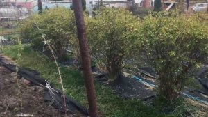 Жимолость. Ягодная плантация зацвела.