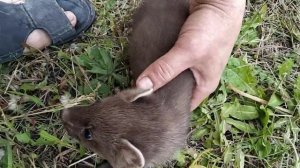 Лесная куница следует за человеком.