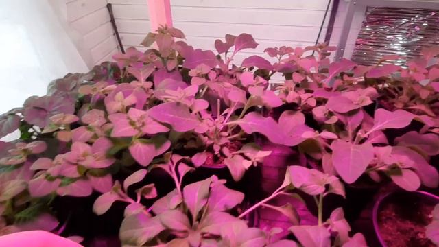 Небольшой обзор моей оранжереи. Петуния зацвела через 2 месяца после посадки семян. смотреть онлайн