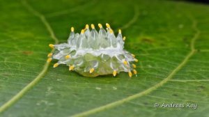 Jewel Caterpillar from the Amazon rainforest of Ecuador