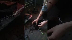 Вытянулась рассада. Что делать? Кабачки/Тыква/Огурцы