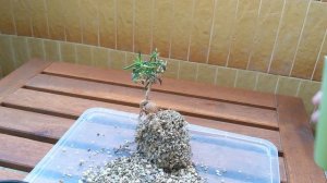 Формирую деревце из Местоклемы / A mini tree from Mestoklema