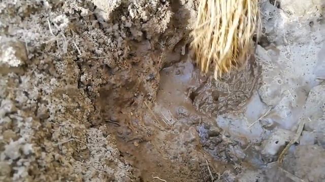 Посадка клубники Элиане. смотреть онлайн