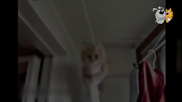 Funny animals / Смешные животные. Cats are losers / Кошки неудачники смотреть онлайн