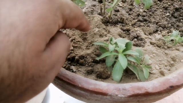 How To Grow Stevia in Pots Sugar plant | Stevie Lose Weight - Healthy benefits смотреть онлайн
