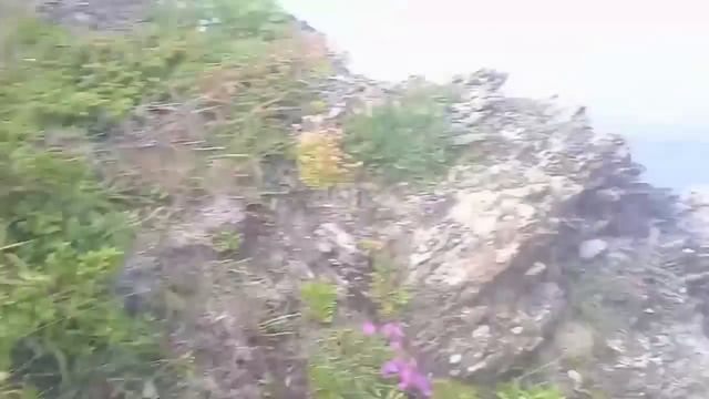 Невозмутимый сахалинец вместе с медведем ест ягоду на полянке смотреть онлайн