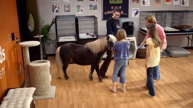 Насколько устойчив ламинат к когтям животных? смотреть онлайн