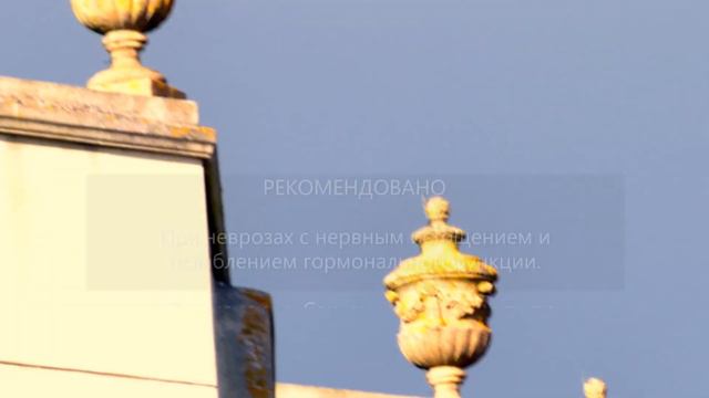 Сбор № 309. При неврозах с нервным истощением и ослаблением гормональной функции. смотреть онлайн