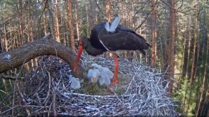 Аист убивает своего птенца.