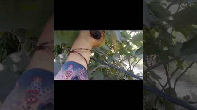 fresh figs in pakistan|anjeer ki kasht #fig fruit in pakistan