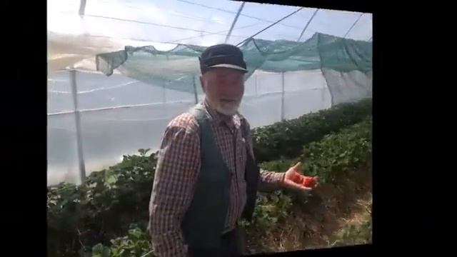 Клубника от Владимира Антропрва из Эко-Лакомки смотреть онлайн