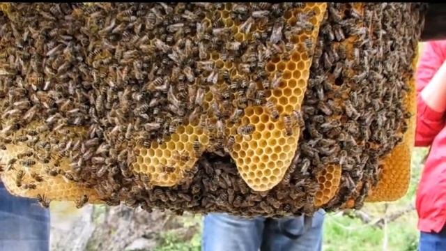 Tур на настоящую органическую Эко Пасеку в Тургеньском ущелье