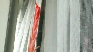 от начала и до конца цветение вриезии