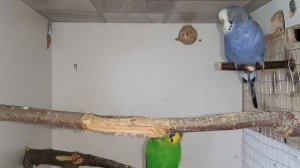Самка попугая бросила кладку яиц.Самка папугая кiнула яйкі.The female parrot threw a clutch of eggs
