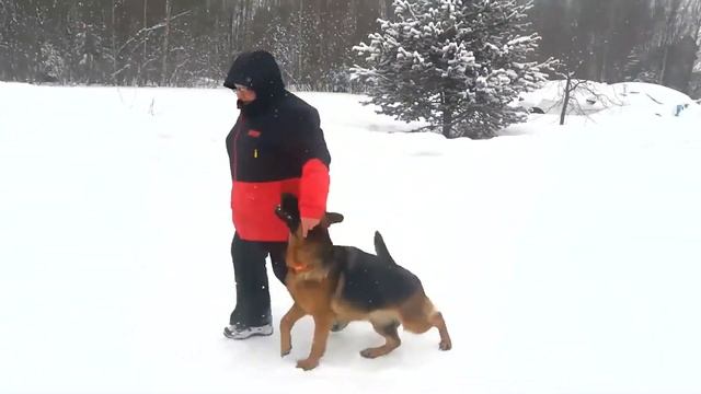 Элизхаус Чарлин. Разминка. Подзыв. Упражнение рядом. смотреть онлайн