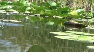 РЫБАЛКА НА ПОПЛАВОК КРУПНЫЙ карась  на поплавок ловля крупного карася на поплавочную удочку в камыш