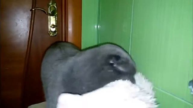 Дрессированный кот шотландский вислоухий
