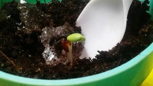 чем заменить землю при посадке цветов и дачной рассады