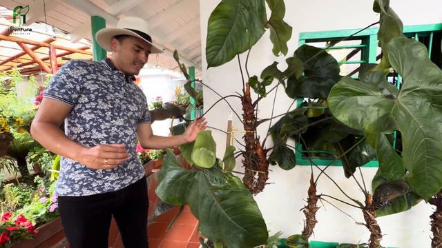 Hermoso y encantador MUSEO de PLANTAS y FLORES: Finca Herencia Silletera | Aventura Paisajística смотреть онлайн