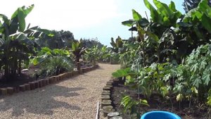 July 4, 2015 Banana Garden - A Longer Look