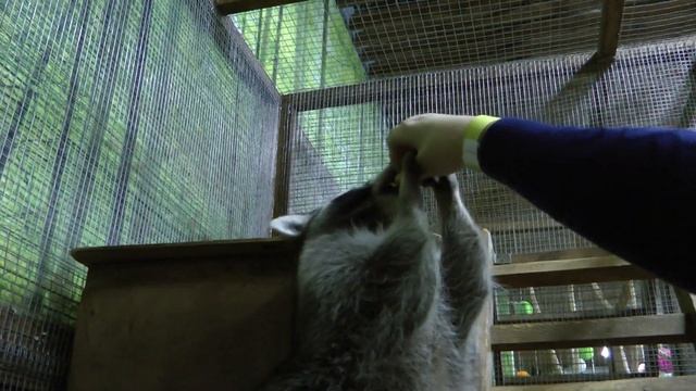 СТРАНА ЕНОТиЯКотики- енотики. Самые милые енотики. Raccoons The cutest raccoon.