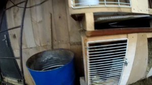 КОЗЫ ДОЙНЫЕ НЕ ПОРОДИСТЫЕ) УДОИ РАЗНЫЕ