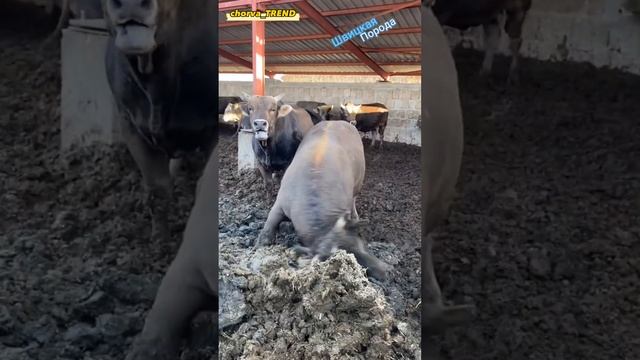 Швицкая порода!!! ???