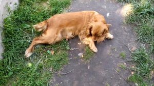 Самая веселая собака спаниель. Как играем дома и недовольный кот