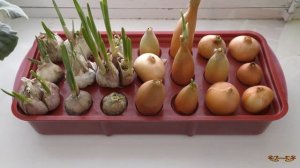 Проросший чеснок на перо | Чеснок на подоконнике и в открытом грунте - как получить полезную зелень