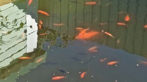 кометы в пруду.