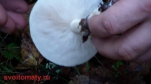 Ядовитый гриб - Говорушка восковатая