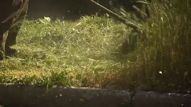 Амброзия - злостный карантинный сорняк смотреть онлайн