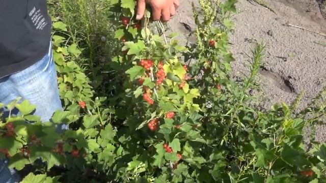 Смородина белая (розовая) сорт Прыгажуня смотреть онлайн