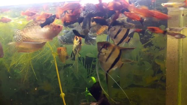 Кормление мясом Артемии смотреть онлайн