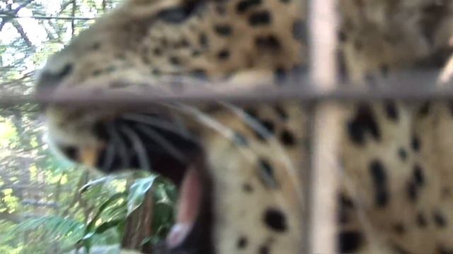 Do Tigers Like MARMITE? смотреть онлайн