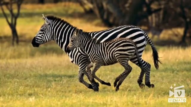 Учим Животные Африки Кто живет в Африке смотреть онлайн