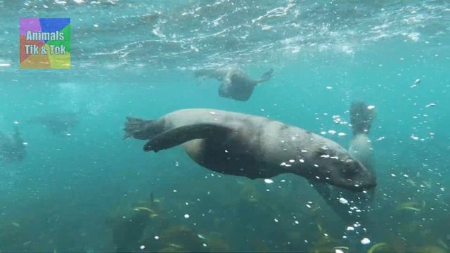 Звуки Животных. Дикие и Домашние Животные Кошка, собака, слон, корова, жираф, овечка, зебра, лев #1 смотреть онлайн