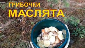 Собираю Маслят Грибной сезон  Деревенская жизнь Зауральского подворья