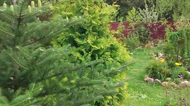 Цветы и хвойники. Экскурс по участку. 14 мая 2019 г. смотреть онлайн