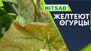 Осторожно! Жёлтые листья на Огурцах  Что Делать с Огурцами  Как Улучшить урожай ✔️ хитсад медиа