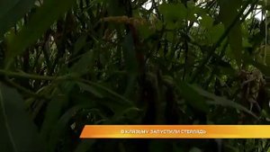 Ответ на вопрос: "откуда столько стерляди в Клязьме"