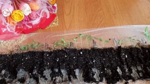 Перец Растим рассаду Пересадка Подкормка важна!