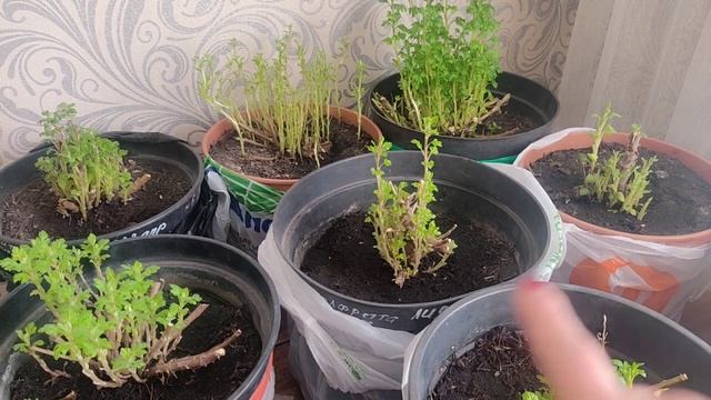 Хризантема мультифлора. Обработка от вредителей и болезней!