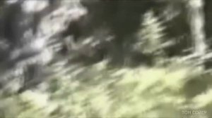 5 САМЫХ ДОСТОВЕРНЫХ ВИДЕО С ЙЕТИ (СНЕЖНЫЙ ЧЕЛОВЕК)