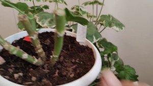 Особенности ухода за пеларгониями в ноябре -декабре